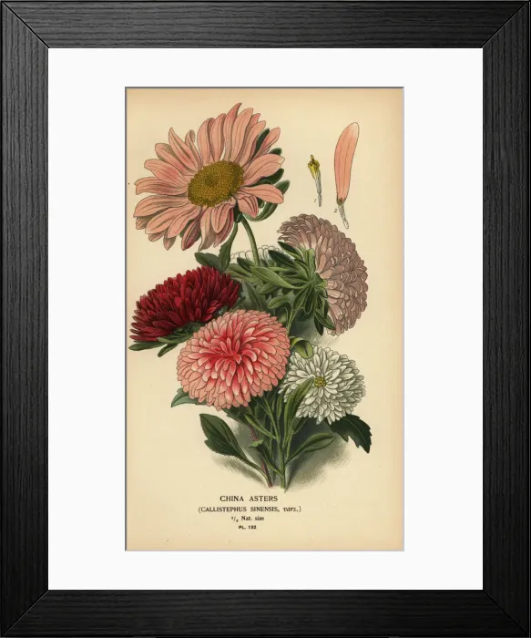 Framed Print : China aster varieties, Callistephus x sinensis