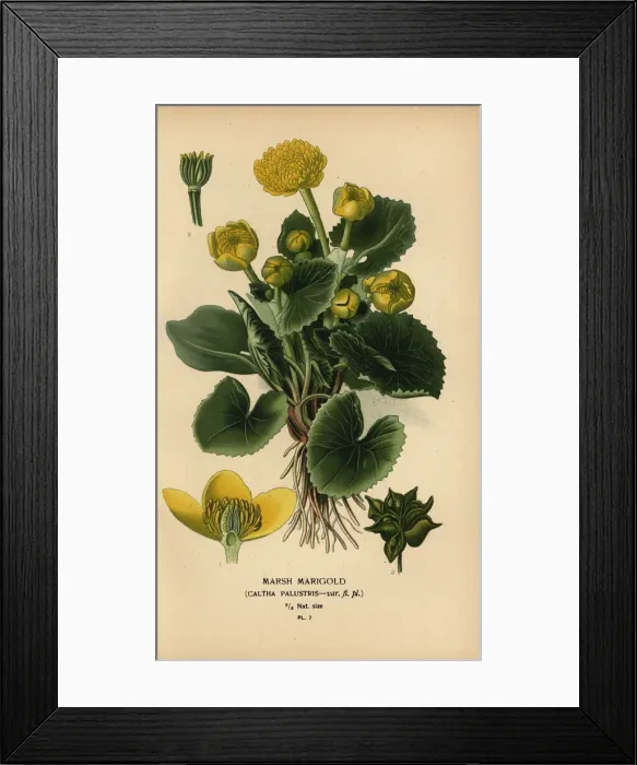 Framed Print : Marsh marigold, Caltha palustris Framed Print : Marsh marigold, Caltha palustris