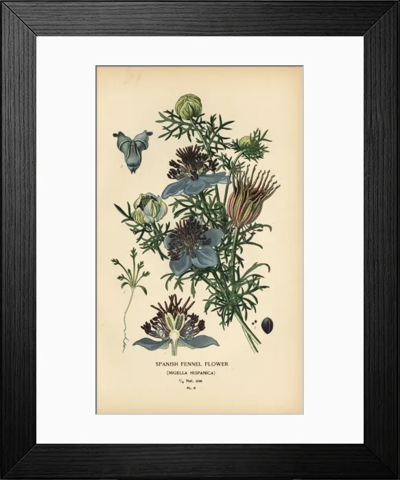 Framed Print : Spanish fennel, Nigella hispanica Framed Print : Spanish fennel, Nigella hispanica