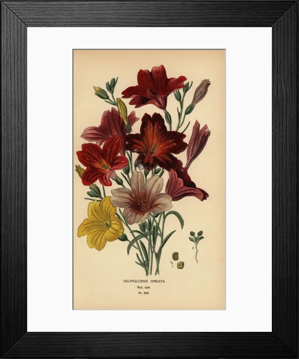 Framed Print : Painted tongue or velvet trumpet flower, Salpiglossis Framed Print : Painted tongue or velvet trumpet flower, Salpiglossis