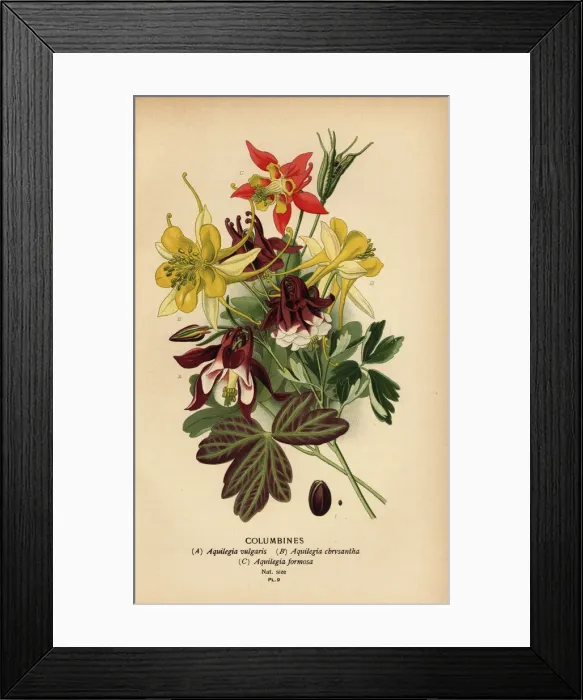 Framed Print : Columbines, Aquilegia species Framed Print : Columbines, Aquilegia species