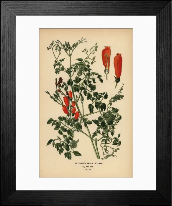 Framed Print : Chilean glory-flower, Eccremocarpus scaber Framed Print : Chilean glory-flower, Eccremocarpus scaber