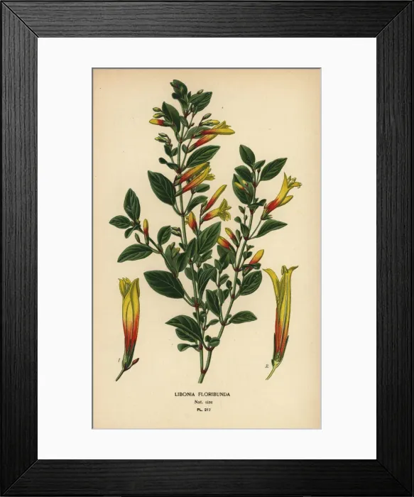 Framed Print : Brazilian fuchsia, Justicia floribunda Framed Print : Brazilian fuchsia, Justicia floribunda