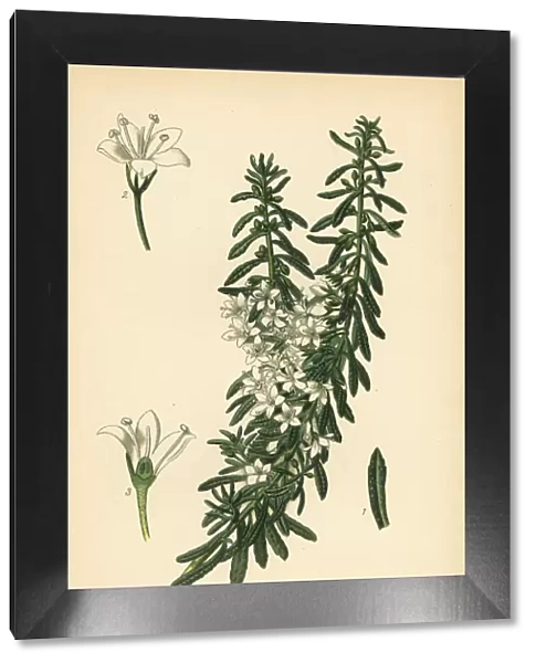 Creeping boobialla, Myoporum parvifolium