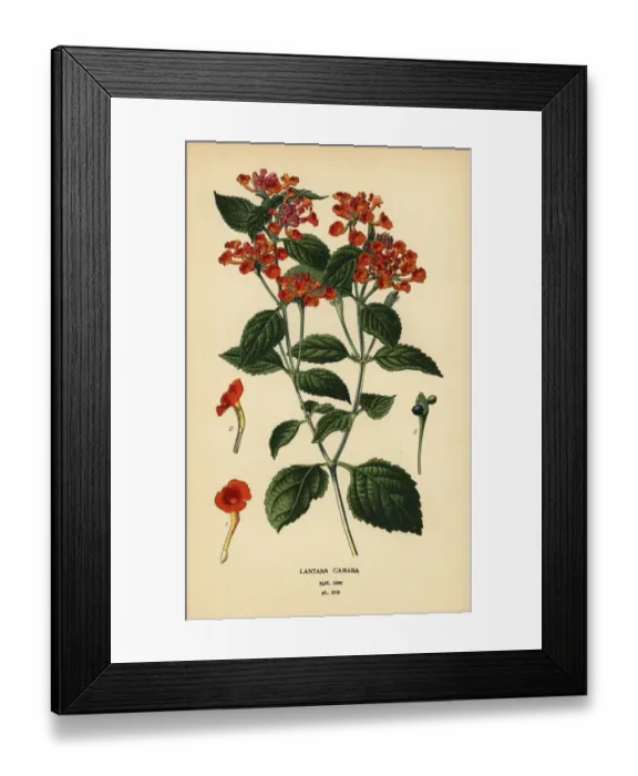 Framed Print : Big sage, ghaneri or tickberry, Lantana camara Framed Print : Big sage, ghaneri or tickberry, Lantana camara
