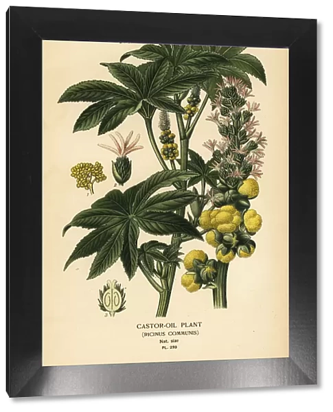 Castor-oil plant, Ricinus communis