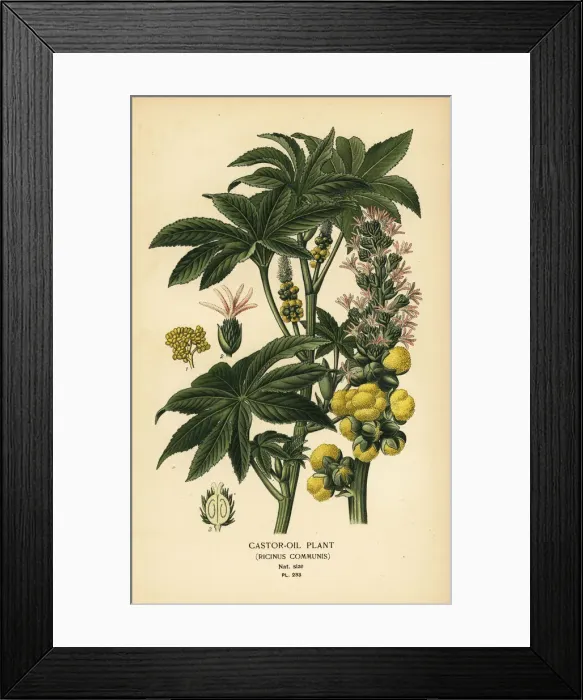 Framed Print : Castor-oil plant, Ricinus communis Framed Print : Castor-oil plant, Ricinus communis