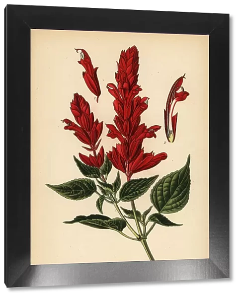 Scarlet sage, Salvia splendens