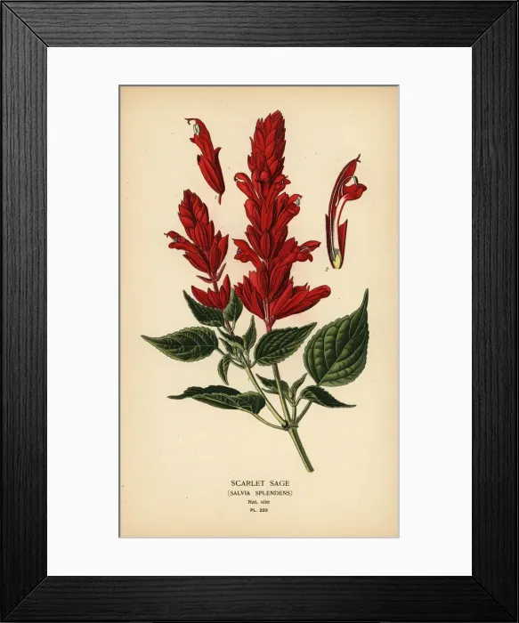 Framed Print : Scarlet sage, Salvia splendens Framed Print : Scarlet sage, Salvia splendens