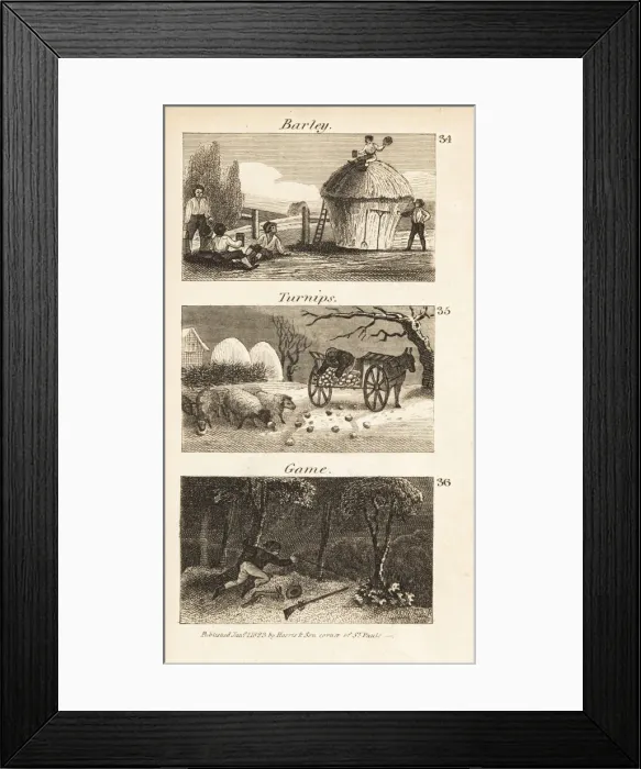 Framed Print : Trades in Norfolk, Regency England. Barley, turnips and game Framed Print : Trades in Norfolk, Regency England. Barley, turnips and game