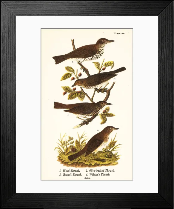 Framed Print : Wood thrush, Swainsons thrush, hermit thrush Framed Print : Wood thrush, Swainsons thrush, hermit thrush