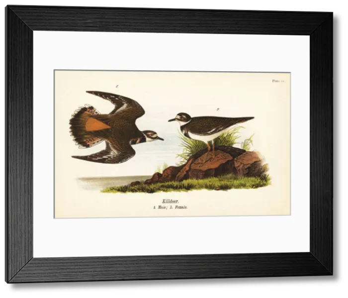 Framed Print : Killdeer, Charadrius vociferus Framed Print : Killdeer, Charadrius vociferus