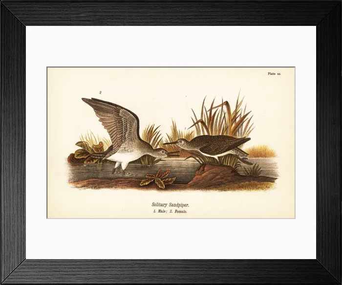 Framed Print : Solitary sandpiper, Tringa solitaria Framed Print : Solitary sandpiper, Tringa solitaria