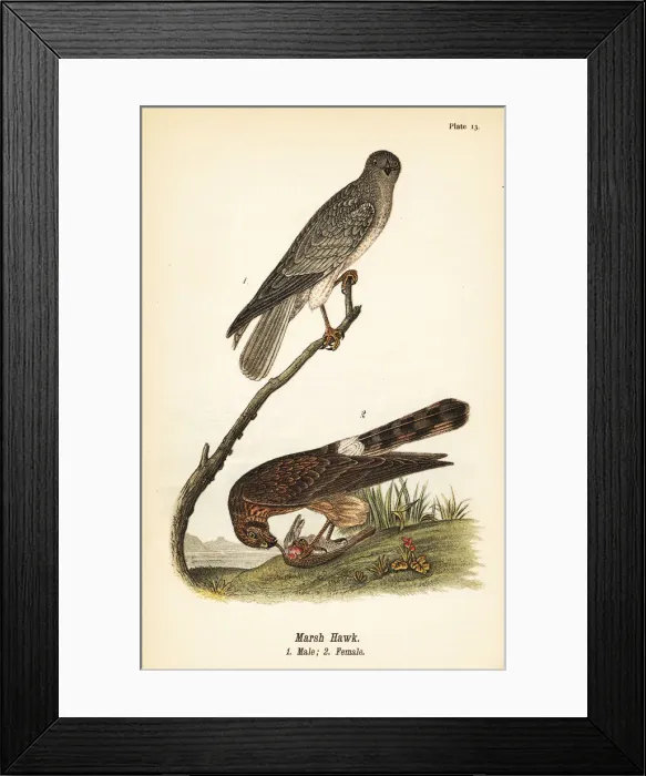 Framed Print : Northern harrier, Circus hudsonius Framed Print : Northern harrier, Circus hudsonius