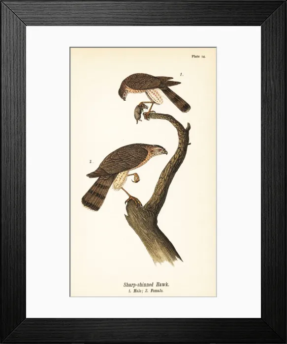 Framed Print : Sharp-shinned hawk, Accipiter striatus