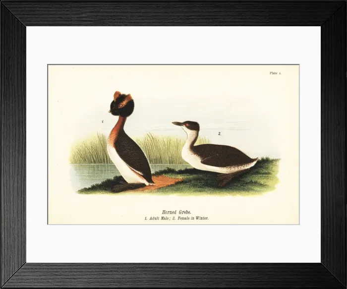 Framed Print : Horned grebe, Podiceps auritus Framed Print : Horned grebe, Podiceps auritus