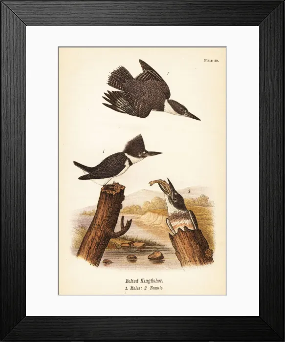 Framed Print : Belted kingfisher, Megaceryle alcyon Framed Print : Belted kingfisher, Megaceryle alcyon