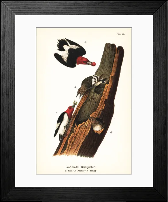Framed Print : Red-headed woodpecker, Melanerpes erythrocephalus Framed Print : Red-headed woodpecker, Melanerpes erythrocephalus