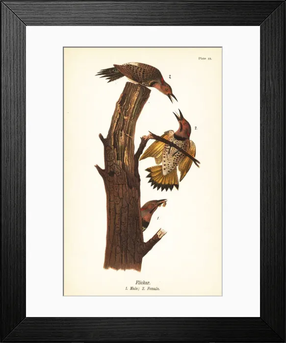 Framed Print : Northern flicker, Colaptes auratus Framed Print : Northern flicker, Colaptes auratus