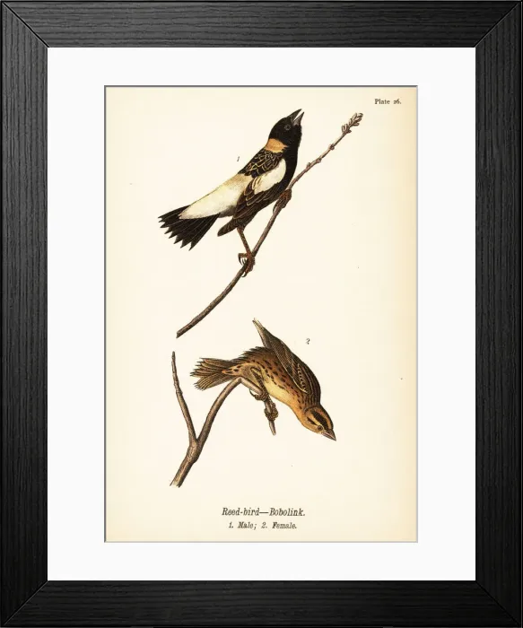 Framed Print : Reed-bird or bobolink, Dolichonyx oryzivorus Framed Print : Reed-bird or bobolink, Dolichonyx oryzivorus