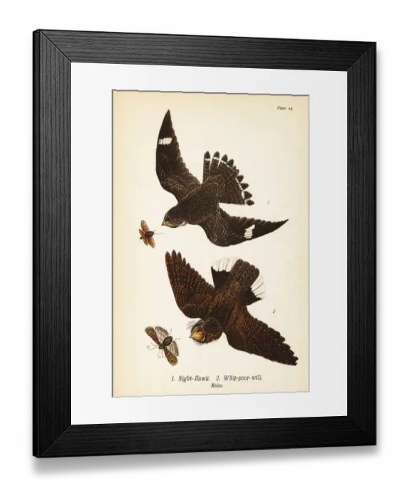 Framed Print : Night-hawk and eastern whip-poor-will Framed Print : Night-hawk and eastern whip-poor-will