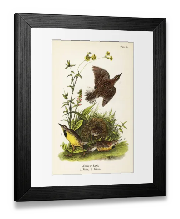 Framed Print : Eastern meadowlark, Sturnella magna Framed Print : Eastern meadowlark, Sturnella magna
