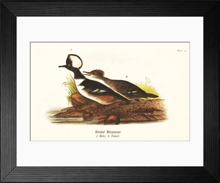 Framed Print : Hooded merganser, Lophodytes cucullatus