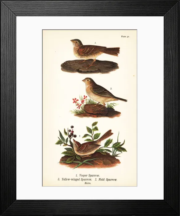 Framed Print : Vesper sparrow, grasshopper sparrow and field sparrow Framed Print : Vesper sparrow, grasshopper sparrow and field sparrow
