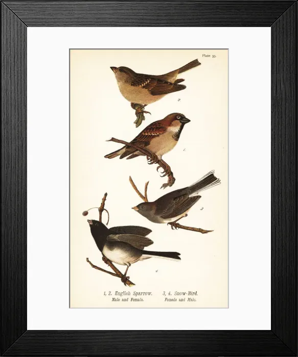 Framed Print : House sparrow, Passer domesticus, and dark-eyed junco Framed Print : House sparrow, Passer domesticus, and dark-eyed junco