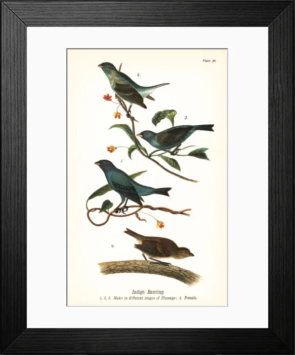 Framed Print : Indigo bunting, Passerina cyanea Framed Print : Indigo bunting, Passerina cyanea