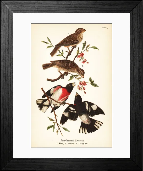 Framed Print : Rose-breasted grosbeak, Pheucticus ludovicianus Framed Print : Rose-breasted grosbeak, Pheucticus ludovicianus