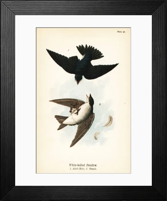 Framed Print : Tree swallow, Tachycineta bicolor Framed Print : Tree swallow, Tachycineta bicolor