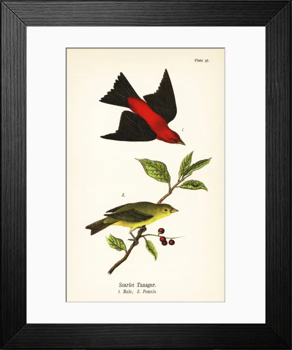 Framed Print : Scarlet tanager, Piranga olivacea Framed Print : Scarlet tanager, Piranga olivacea