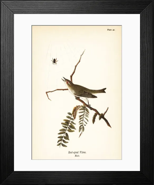 Framed Print : Red-eyed vireo, Vireo olivaceus Framed Print : Red-eyed vireo, Vireo olivaceus