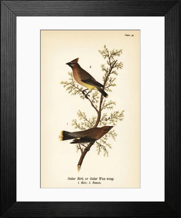 Framed Print : Cedar waxwing, Bombycilla cedrorum Framed Print : Cedar waxwing, Bombycilla cedrorum