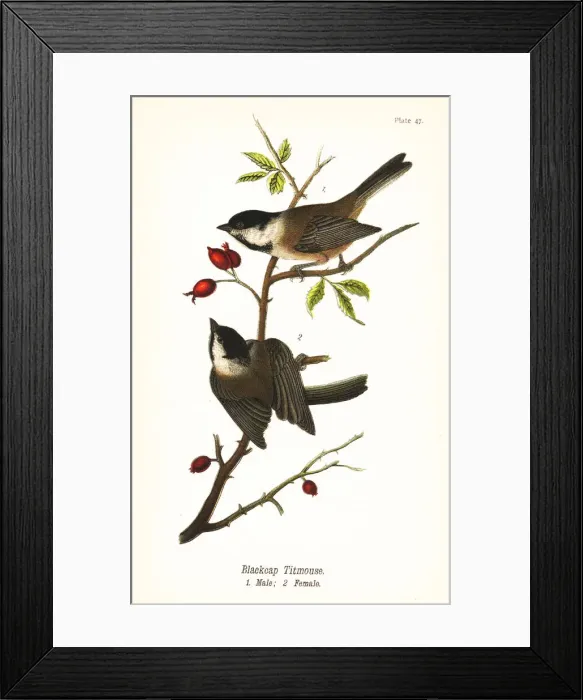 Framed Print : Black-capped chickadee, Poecile atricapillus Framed Print : Black-capped chickadee, Poecile atricapillus