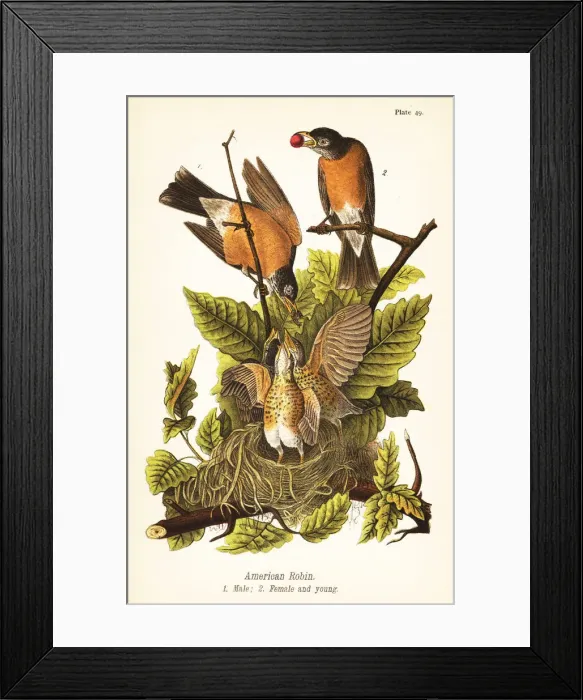 Framed Print : American robin, Turdus migratorius Framed Print : American robin, Turdus migratorius