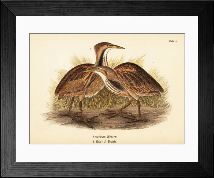 Framed Print : American bittern, Botaurus lentiginosus Framed Print : American bittern, Botaurus lentiginosus
