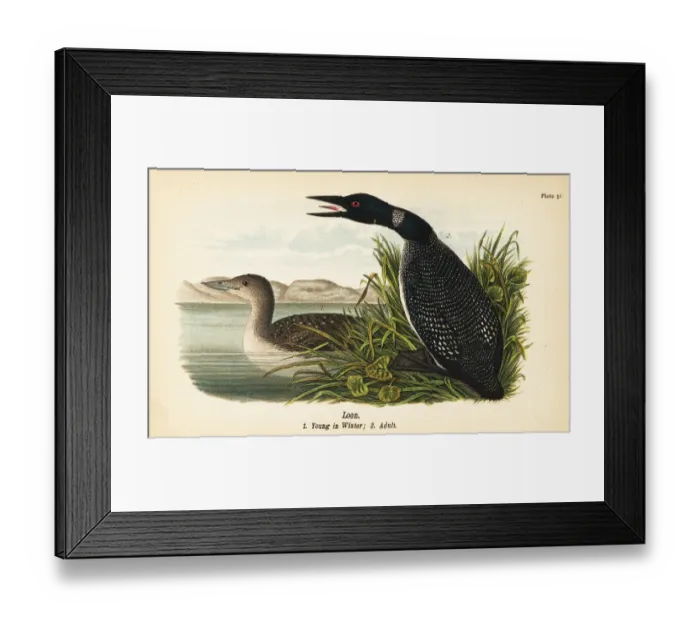 Framed Print : Loon, Gavia immer Framed Print : Loon, Gavia immer