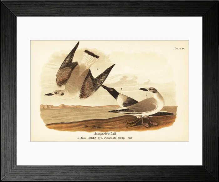 Framed Print : Bonapartes gull, Chroicocephalus philadelphia Framed Print : Bonapartes gull, Chroicocephalus philadelphia