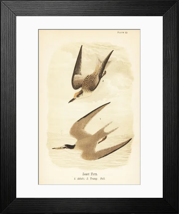 Framed Print : Least tern, Sternula antillarum Framed Print : Least tern, Sternula antillarum