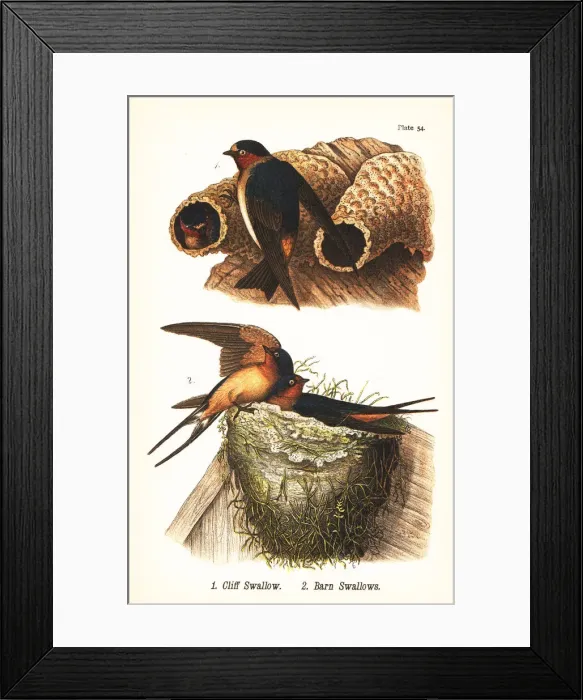 Framed Print : Cliff swallow and barn swallow Framed Print : Cliff swallow and barn swallow