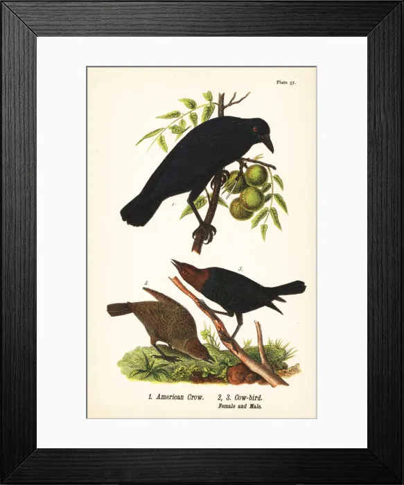 Framed Print : American crow and brown-headed cowbird Framed Print : American crow and brown-headed cowbird