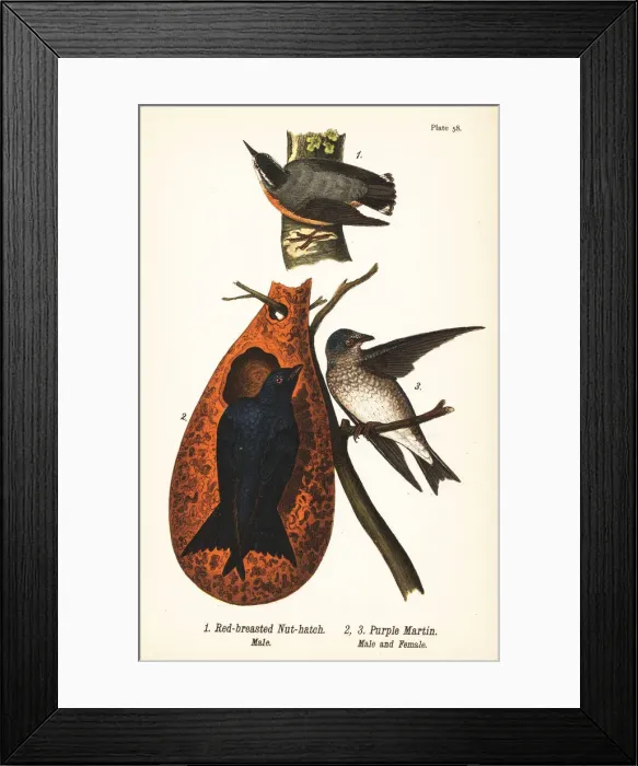 Framed Print : Red-breasted nuthatch and purple martin Framed Print : Red-breasted nuthatch and purple martin