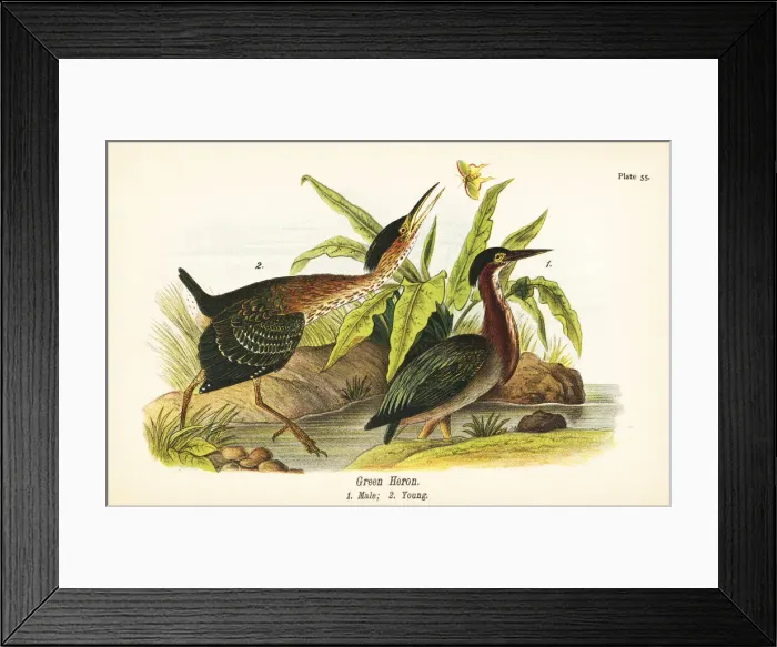Framed Print : Green heron, Butorides virescens Framed Print : Green heron, Butorides virescens