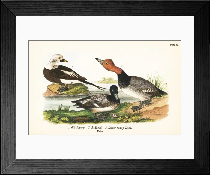 Framed Print : Long-tailed duck, redhead and lesser scaup Framed Print : Long-tailed duck, redhead and lesser scaup
