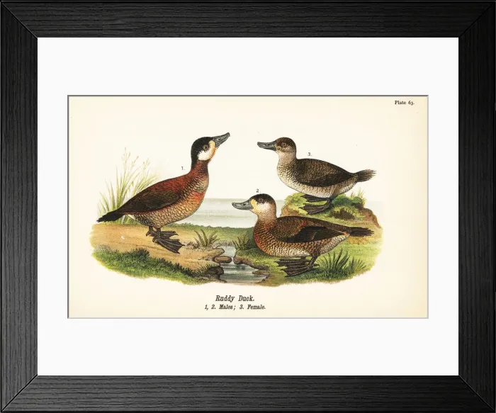 Framed Print : Ruddy duck, Oxyura jamaicensis Framed Print : Ruddy duck, Oxyura jamaicensis