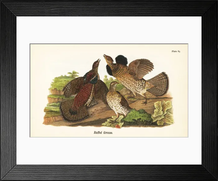 Framed Print : Ruffed grouse, Bonasa umbellus Framed Print : Ruffed grouse, Bonasa umbellus