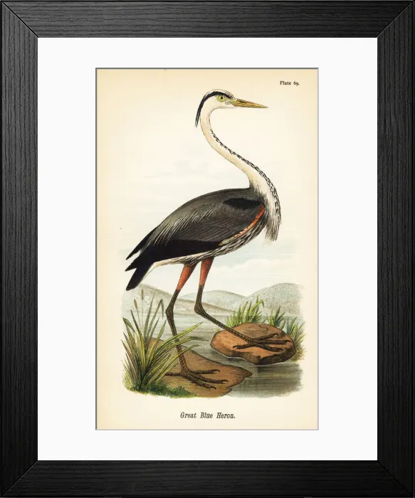 Framed Print : Great blue heron, Ardea herodias Framed Print : Great blue heron, Ardea herodias