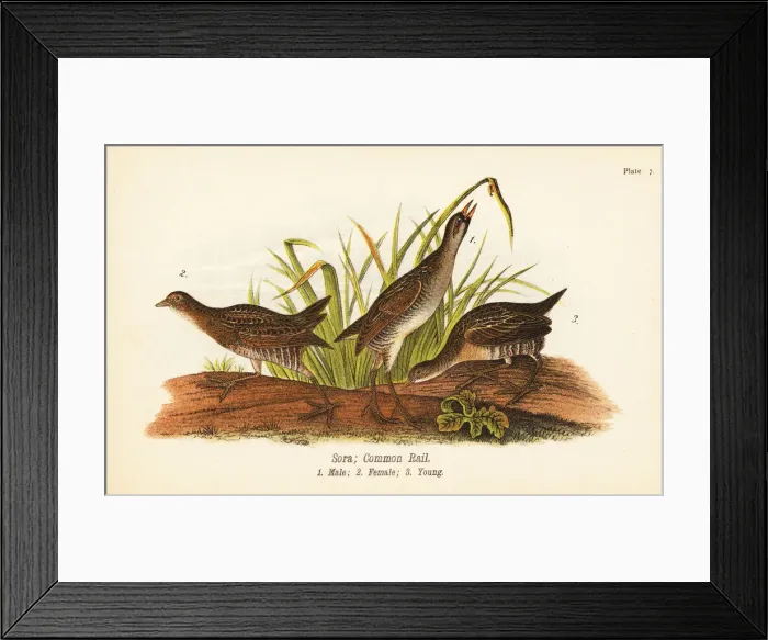 Framed Print : Sora, Porzana carolina Framed Print : Sora, Porzana carolina